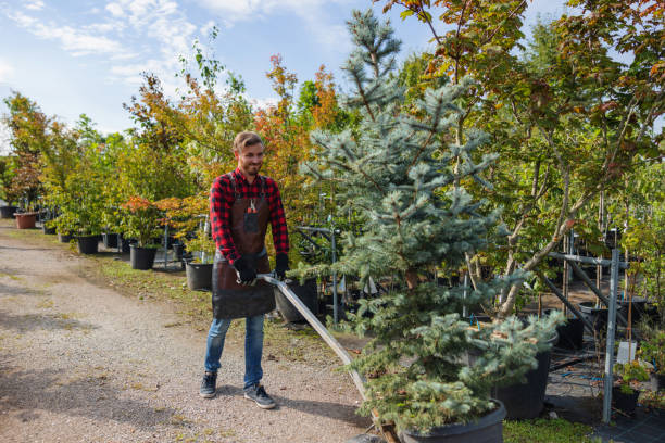 How Our Tree Care Process Works  in  Meadows Place, TX